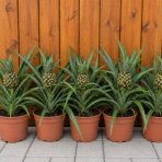 Ananás (Ananas comosus) ´ROSITA´ - výška 20-30 cm, kont. C1L